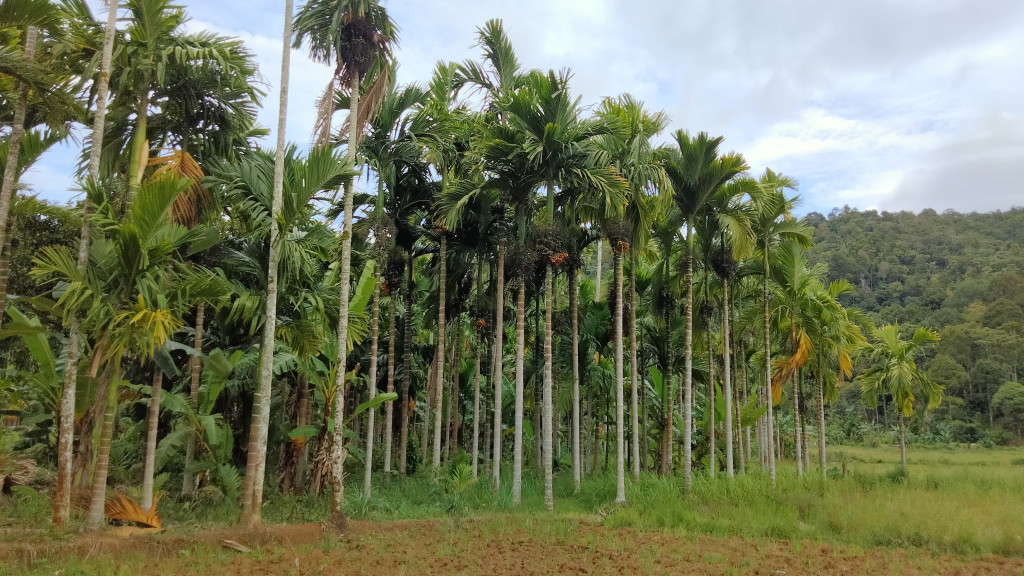 Perkebunan pinang di gampong Alurmas