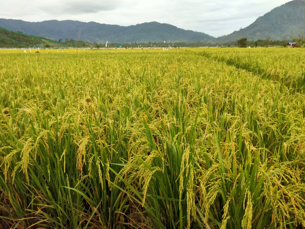 Hamparan Padi di Gampong Alurmas